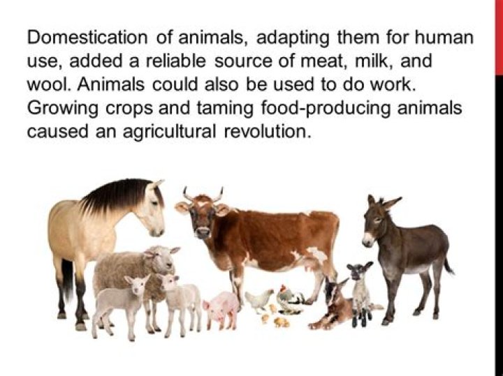 How domestication of animals?