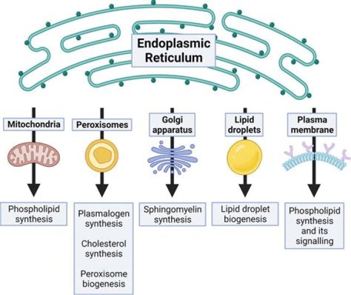 How endoplasmic reticulum is important for membrane biosynthesis?