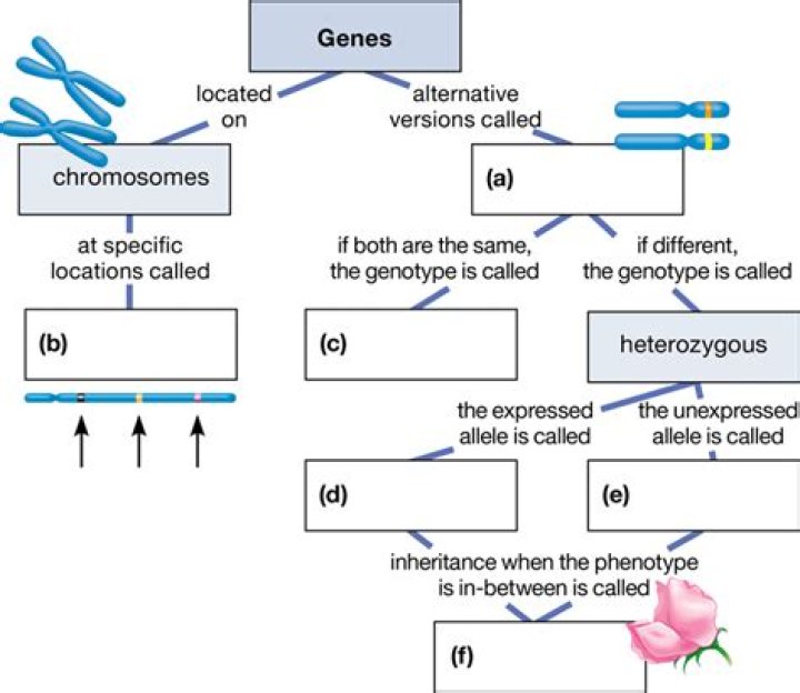 How genotype test is done?