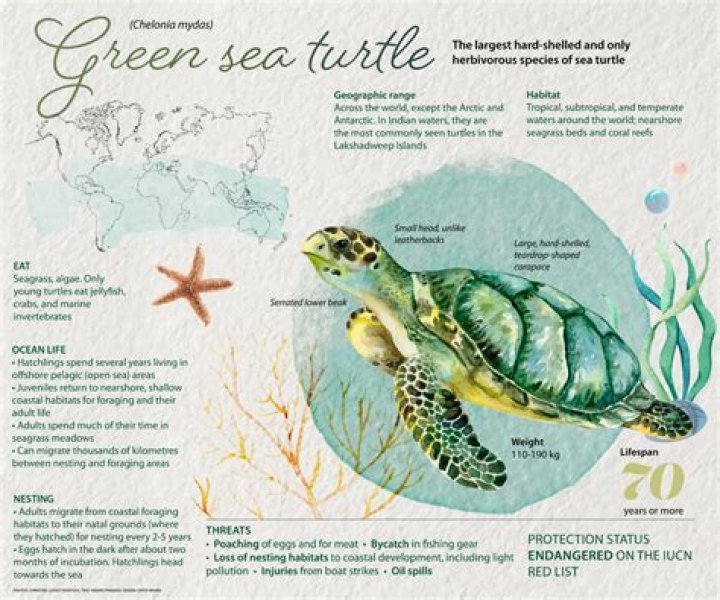 How green sea turtles are endangered?