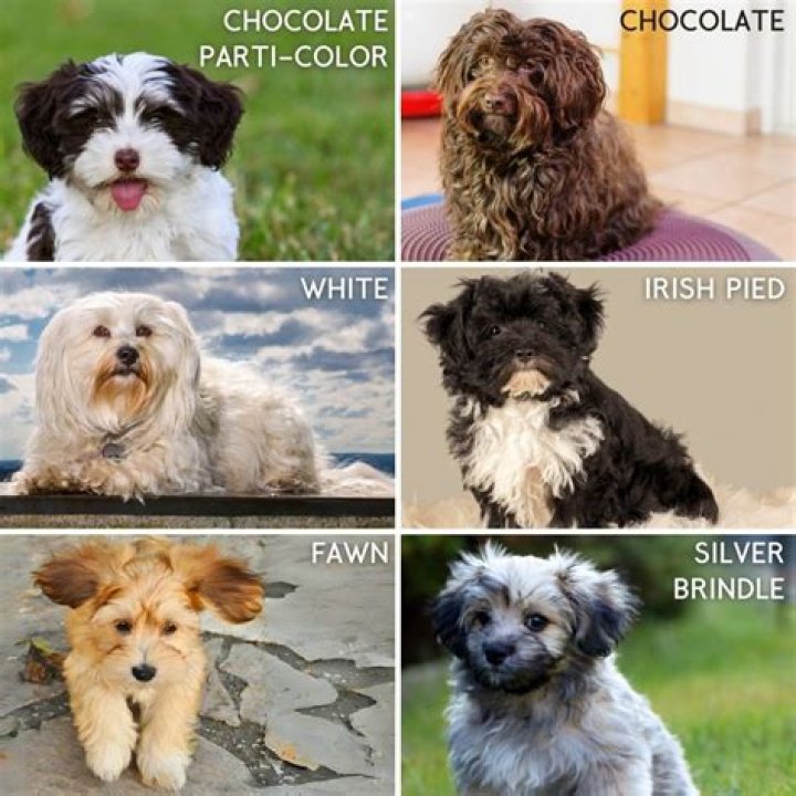 How havanese change color?