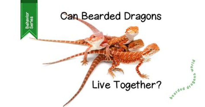How heavy are bearded dragons?