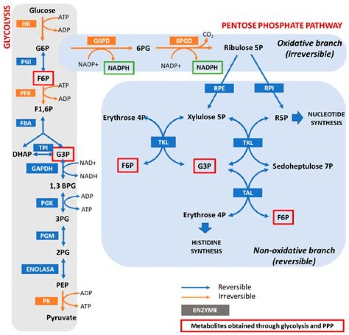 How important is pentose phosphate pathway?