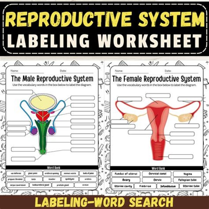 How important is the reproductive system?