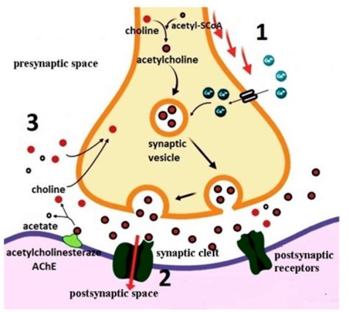 How is acetylcholine eliminated from the synapse?