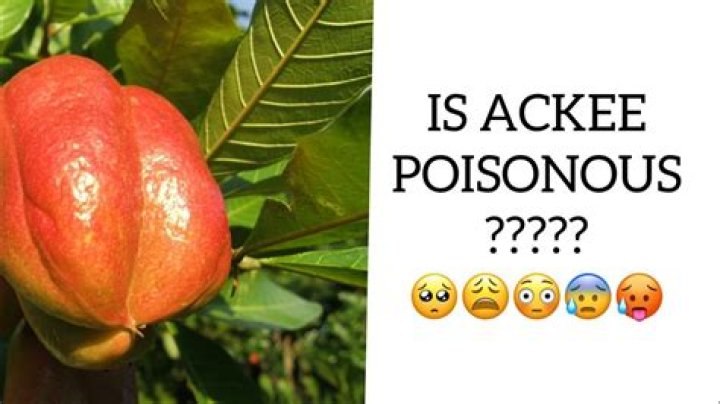 How is ackee poisonous?