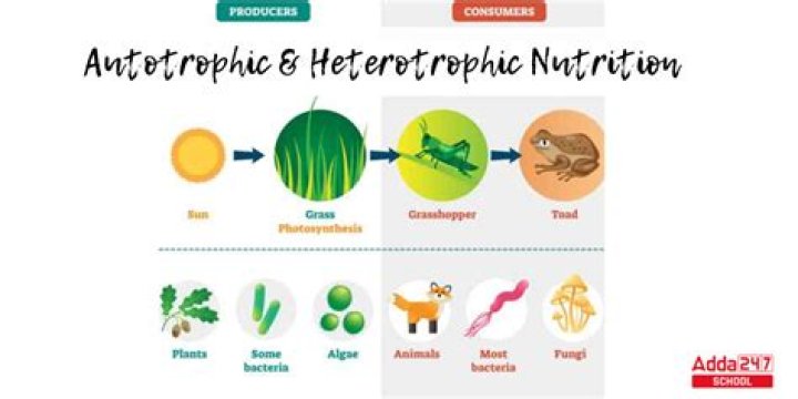 How is autotrophic nutrition different from heterotrophic nutrition?
