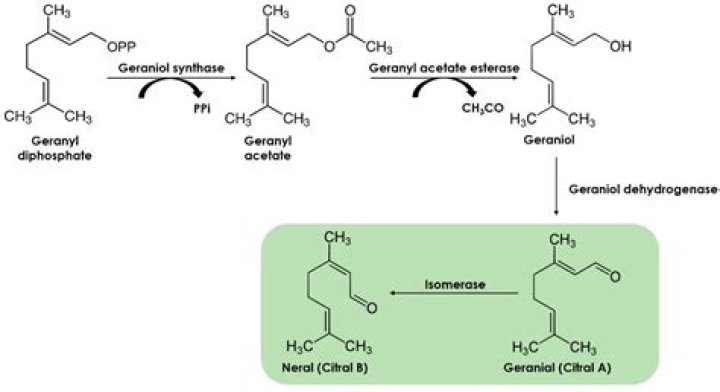 How is citral synthesis?