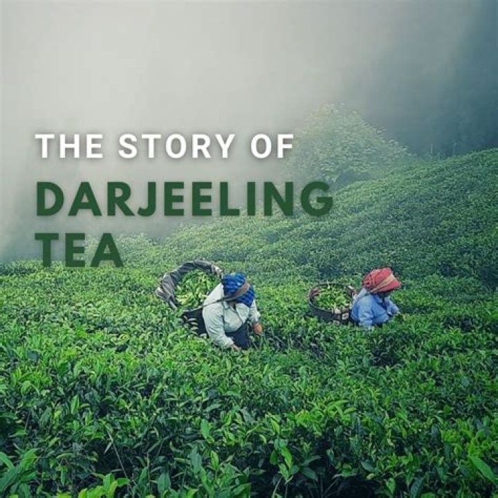 How is darjeeling tea made?