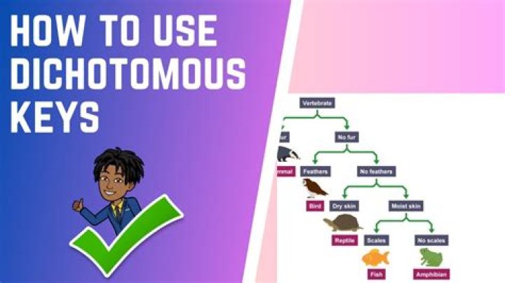 How is dichotomous key used?