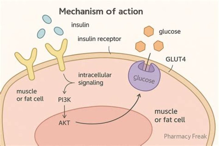 How is dicumarol made?