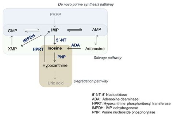 How is hypoxanthine formed?