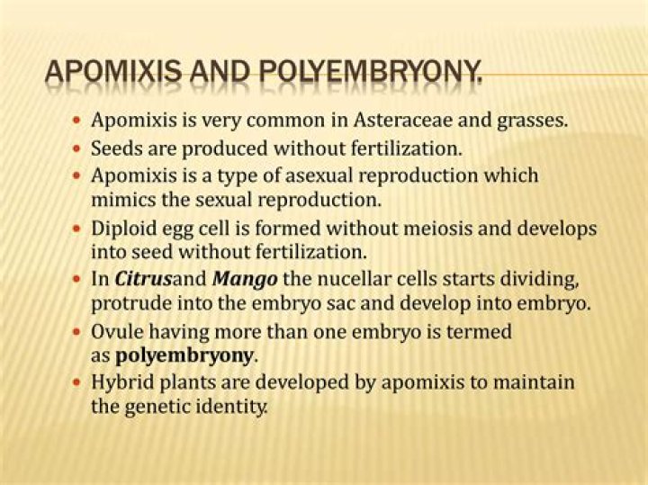 How is polyembryony commercially exploited?