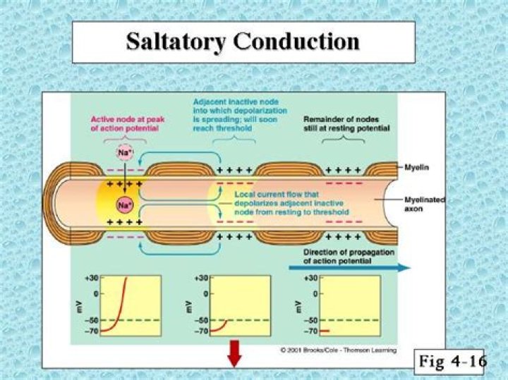 How is saltatory conduction different from continuous conduction?