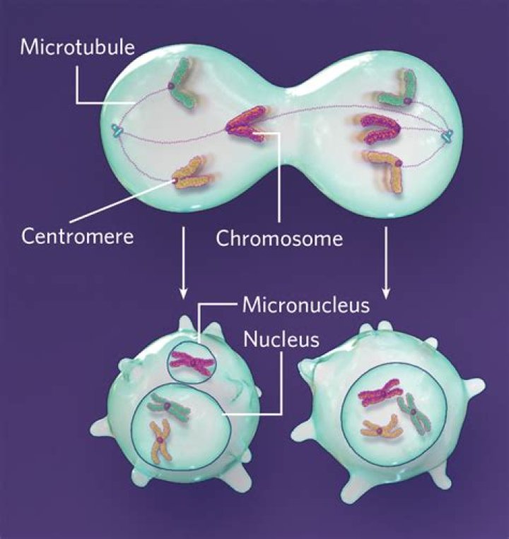 How is the micronuclei formed?