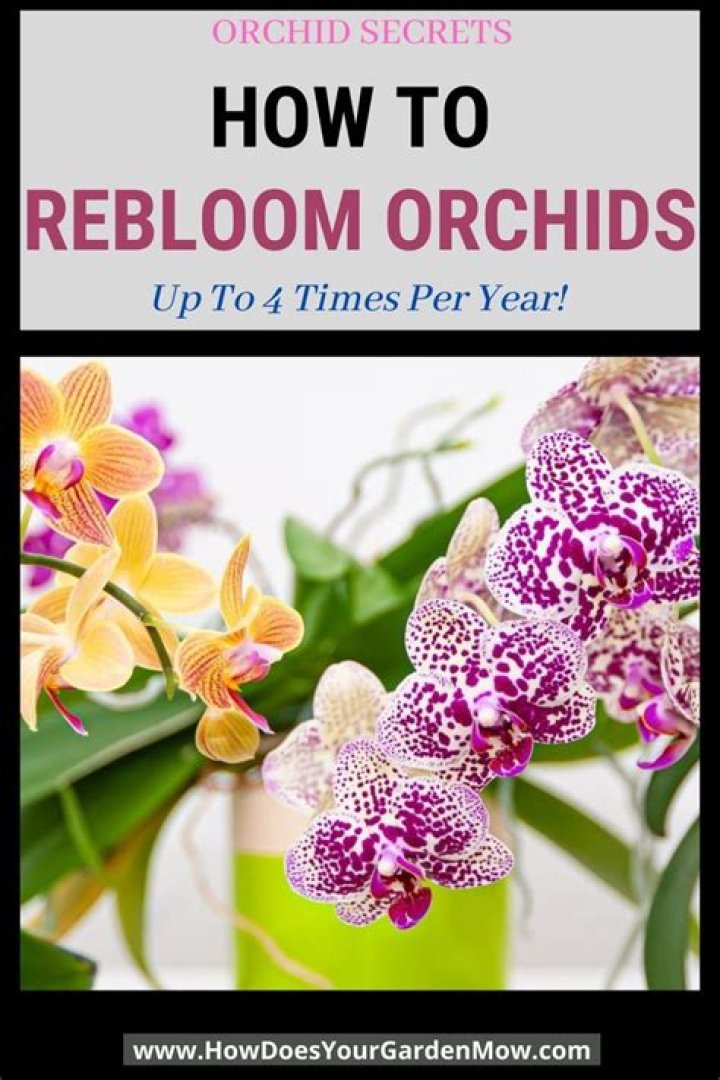 How long before orchid reblooms?