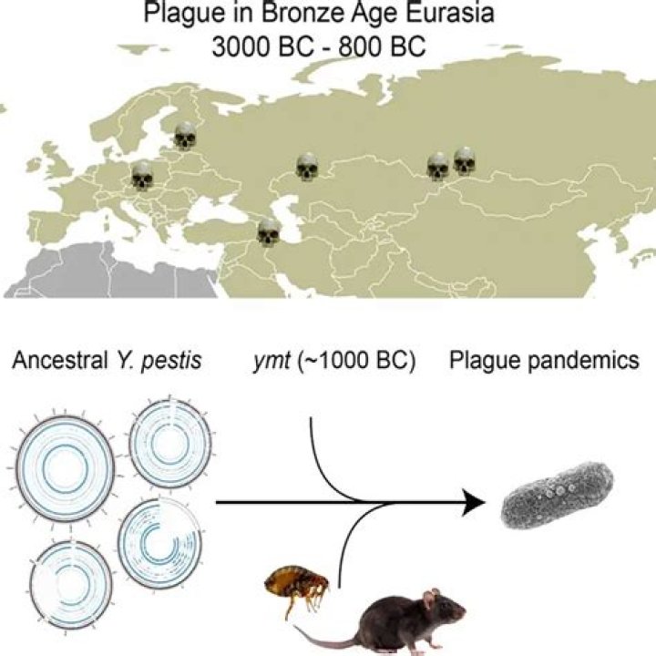 How long did the black plague last?