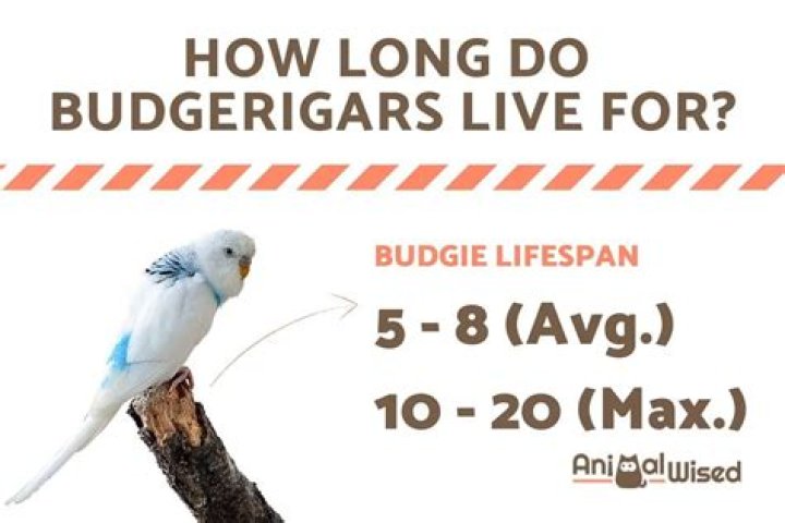 How long do budgerigars live?