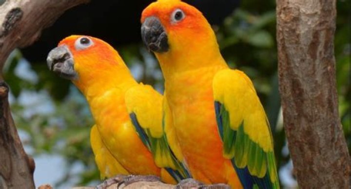 How long do conures live?