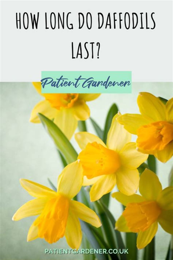 How long do daffodils last?