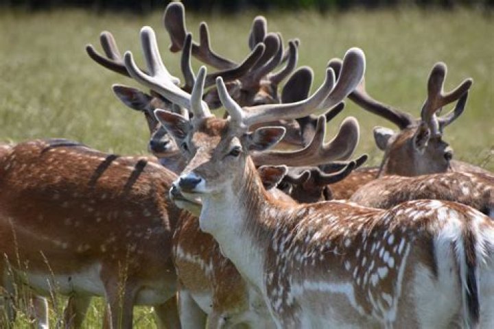 How long do fallow deer live?