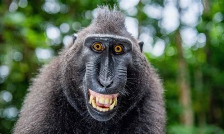 How long do macaques live?