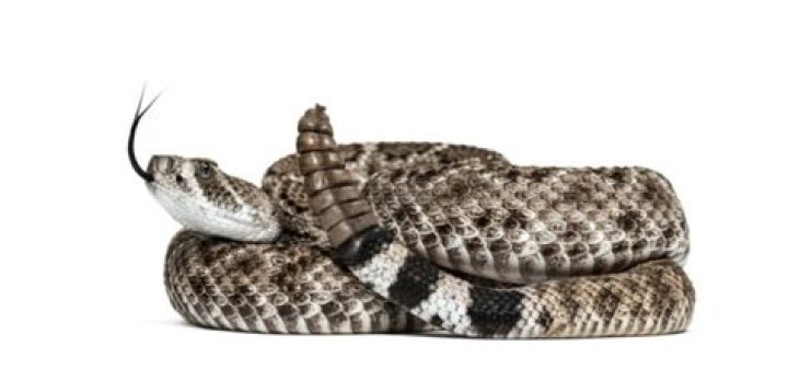 How long do rattlesnakes live?