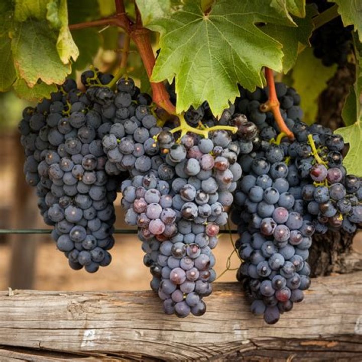 How long does pedro ximenez last?