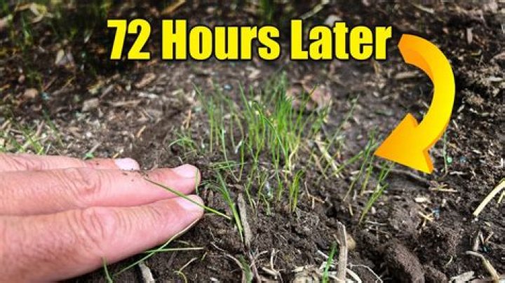 How long for pasture seed to germinate?