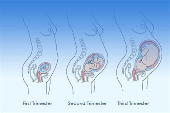 How long is a trimester of pregnancy?