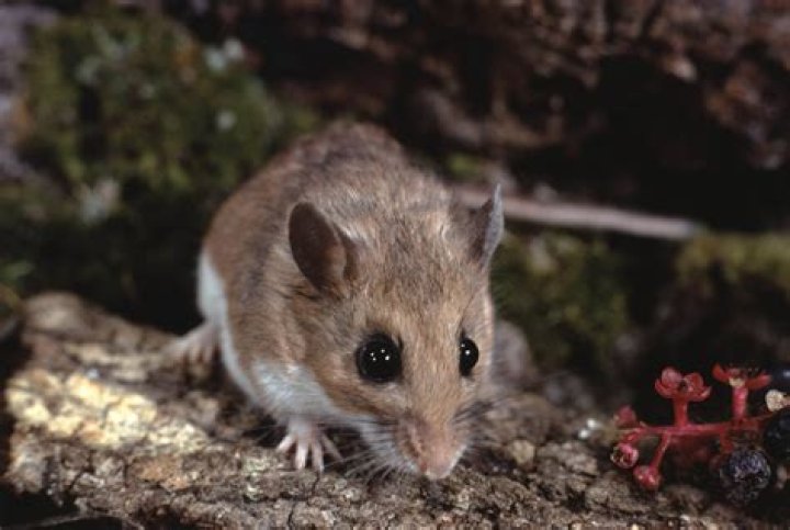 How long is a white-footed mouse?