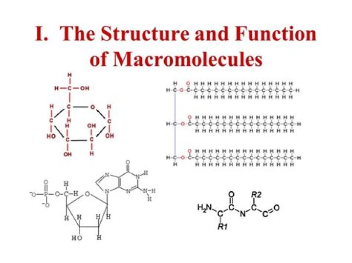 How macromolecules are assembled?
