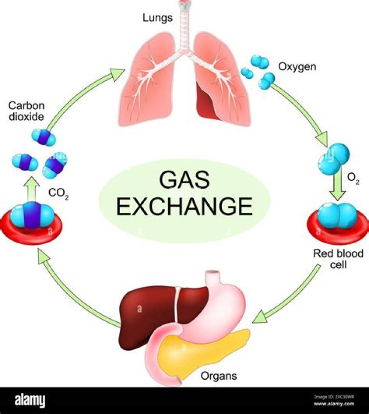 How mammalian lungs are adapted for gaseous exchange?