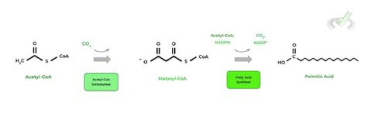 How many atp palmitic acid?