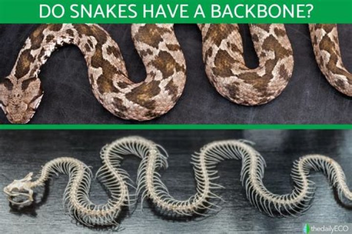 How many backbones do animals have?