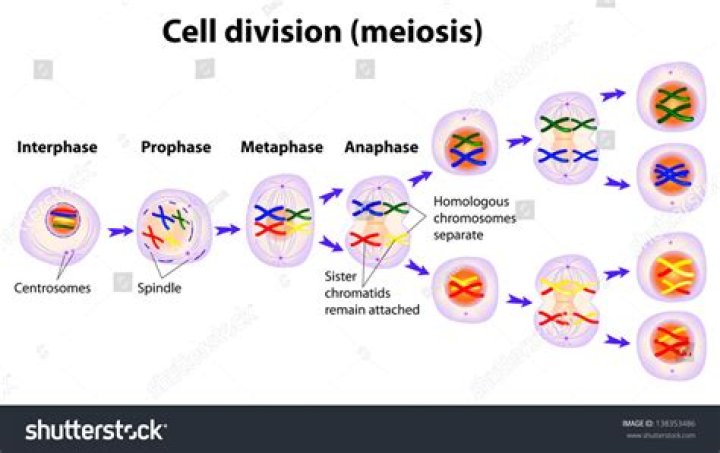 How many divisions in meiosis?