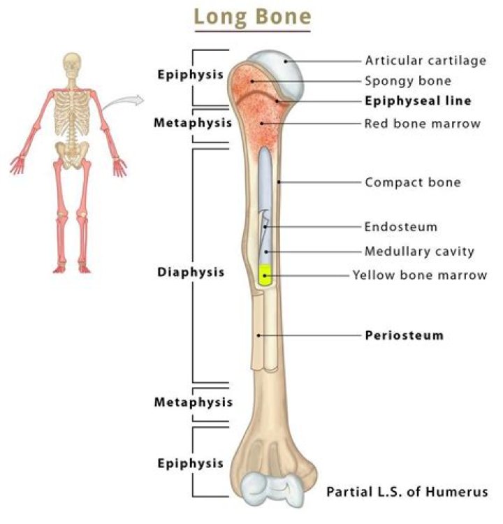 How many epiphysis of long bones have?