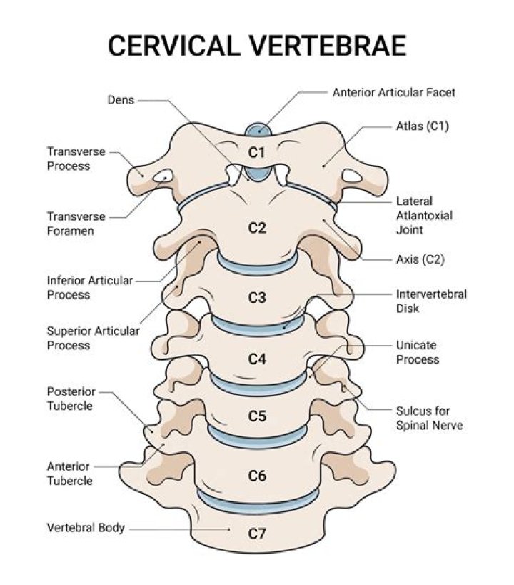 How many foramina are present in the cervical vertebrae?