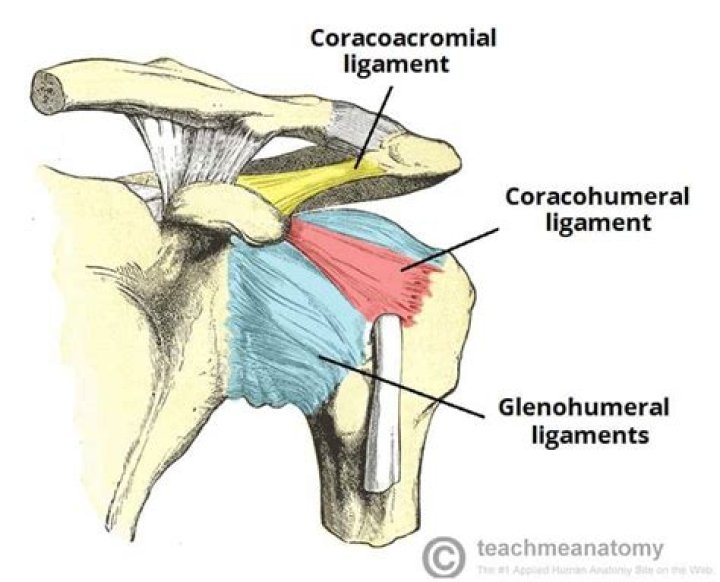How many glenohumeral ligaments?