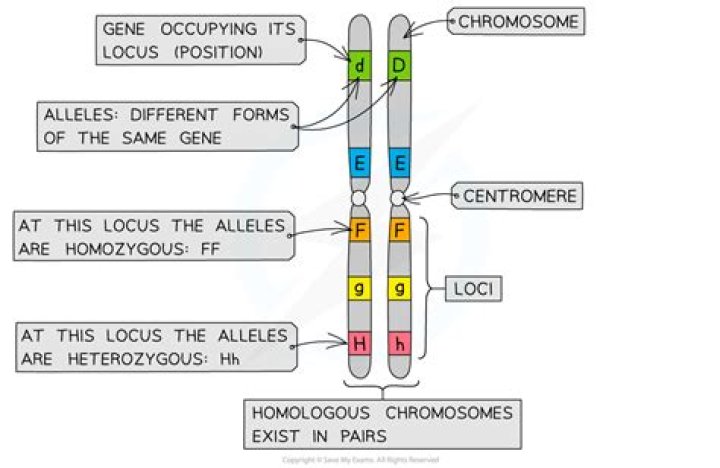 How many loci on a chromosome?