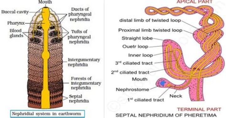 How many nephridiopores are on each segment of an earthworm?