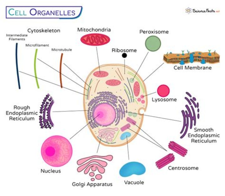 How many of the following cell organelles are membraneless?