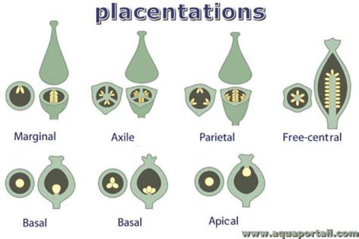 How many of the plants having axile placentation?