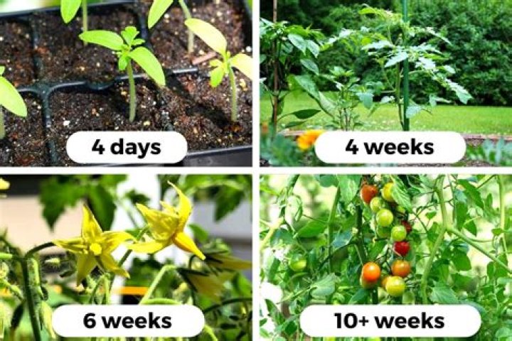 How many plants can one settler be assigned to?