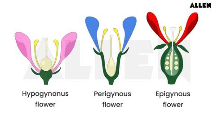 How many plants have hypogynous flower?