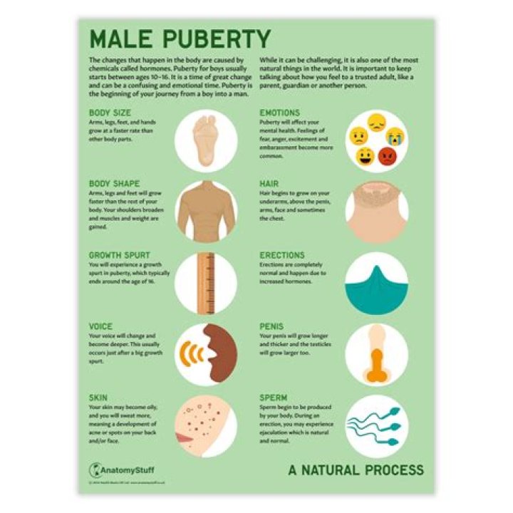 How many puberties are there?