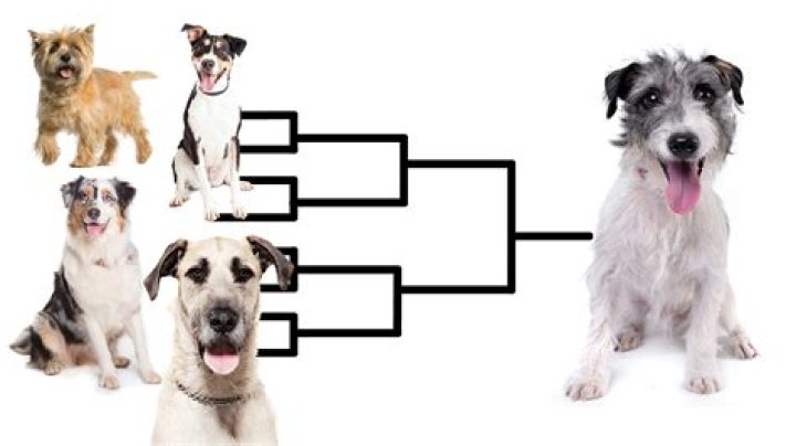 How many purebred dogs are inbred?