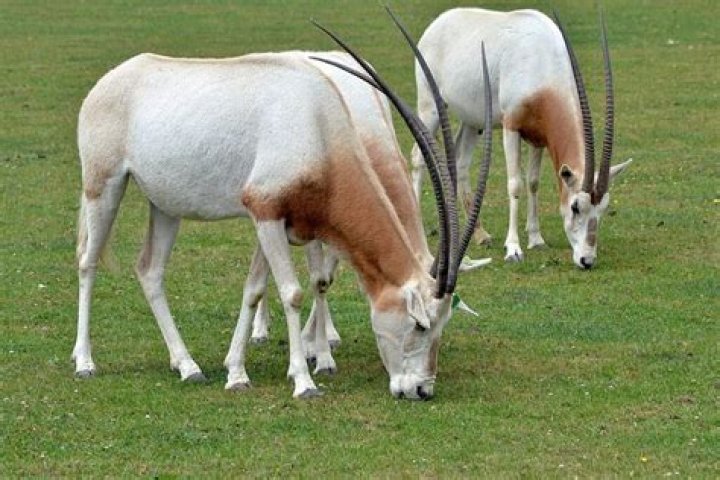 How many scimitar horned oryx are left?