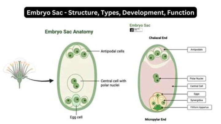 How many synergids are present in embryo sac?