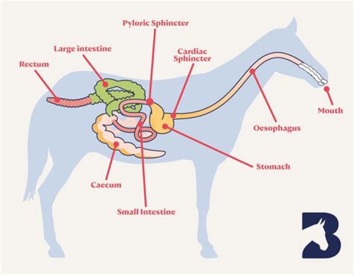 How many udders does a horse have?